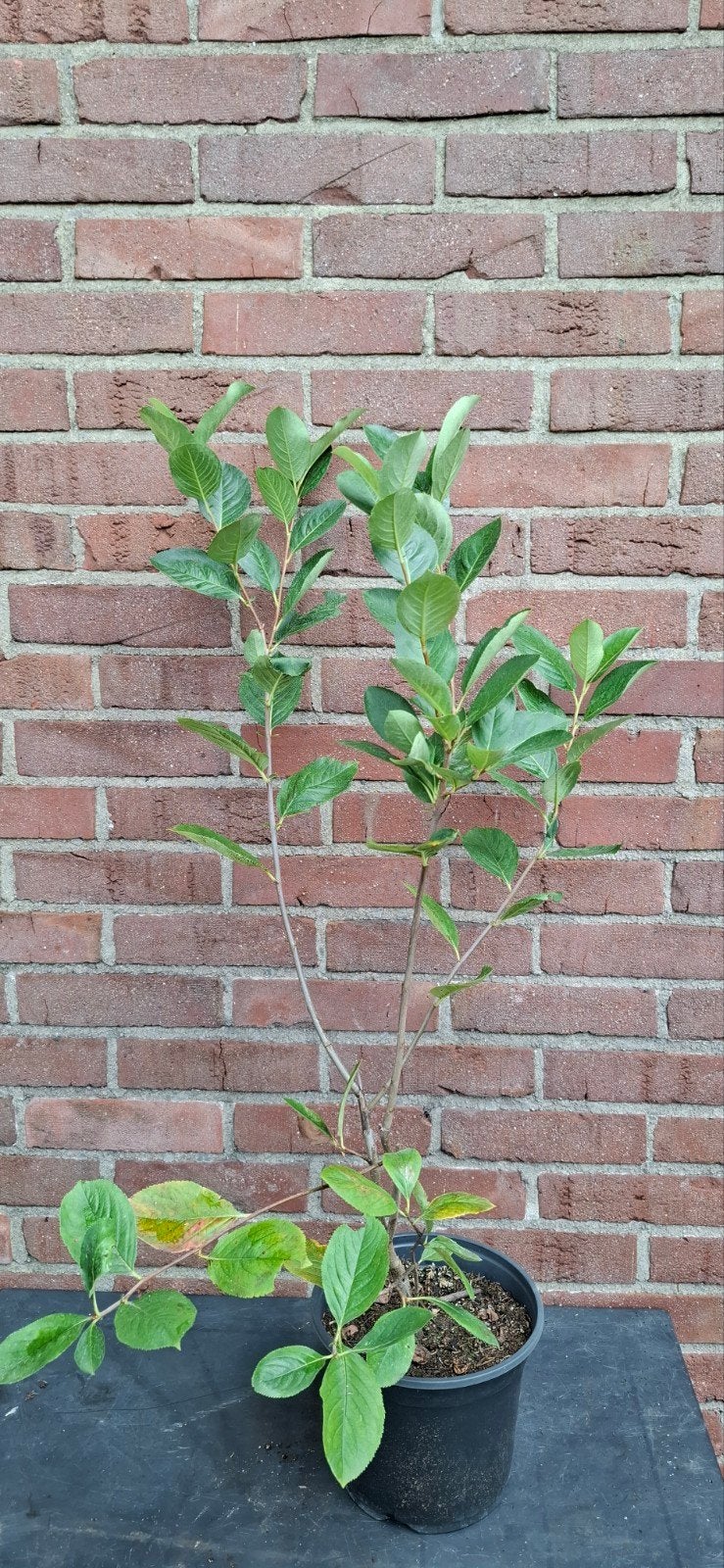 Aronia prunifolia 'Viking' , appelbes, Ophalen, Overige soorten