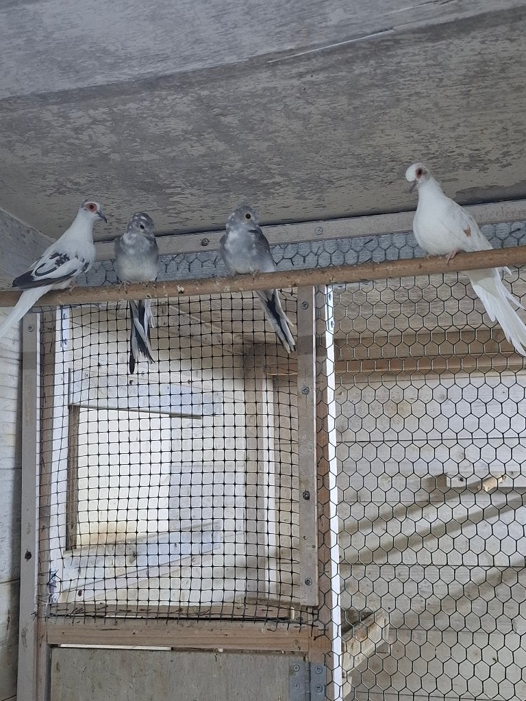 Te koop Diamantduiven, Dieren en Toebehoren, Meerdere dieren, Tropenvogel, Geringd