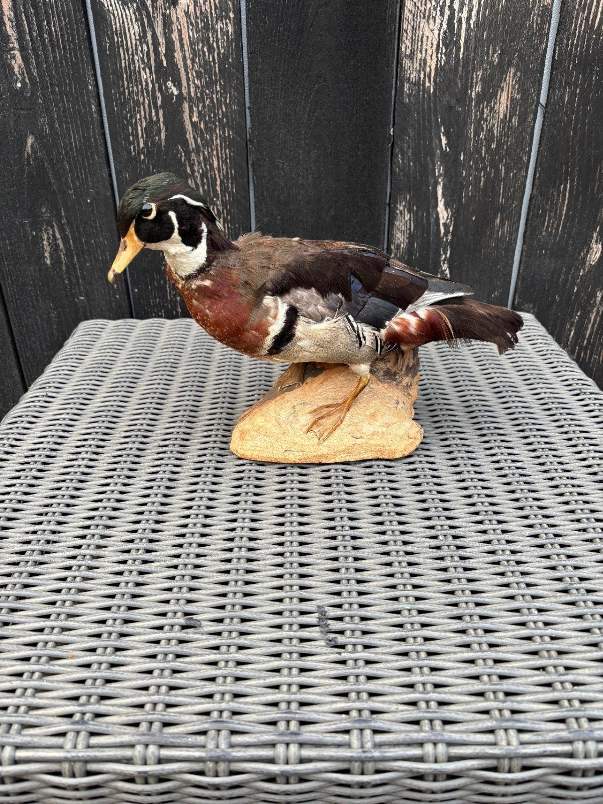 Prachtige opgezette eend - Mooi exemplaar taxidermie, Ophalen, Gebruikt