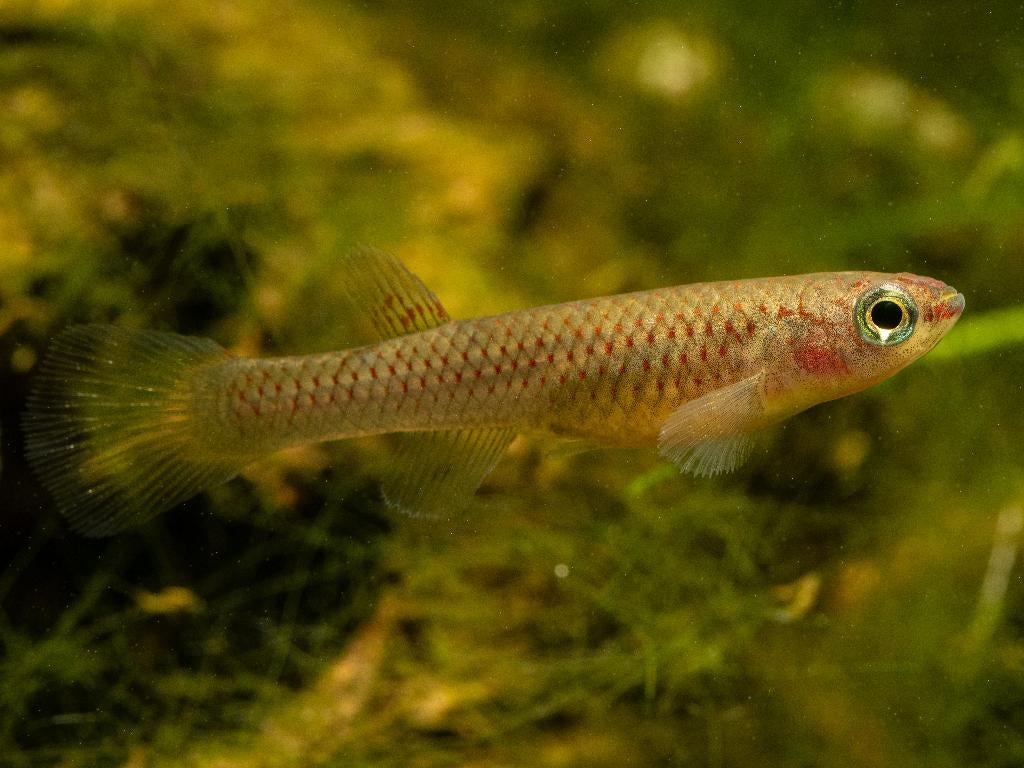 Killivis, Aphyosemion gabunense, Vis, Zoetwatervis