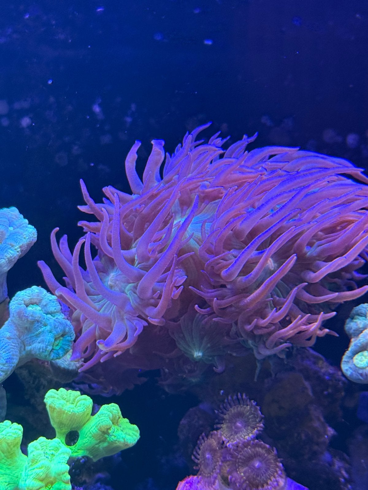 Duncan coral stek, Overige typen, Zoutwatervis