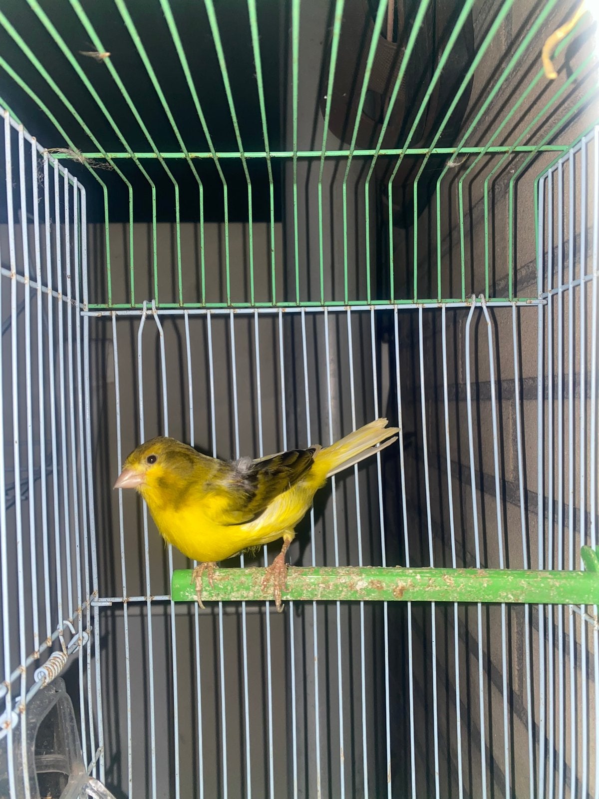Kanarie, Dieren en Toebehoren, Mannelijk, Kleurkanarie