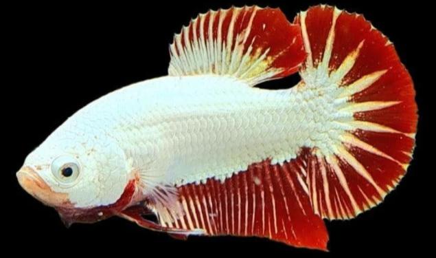 betta sp. plakat dragon male XL, Vis