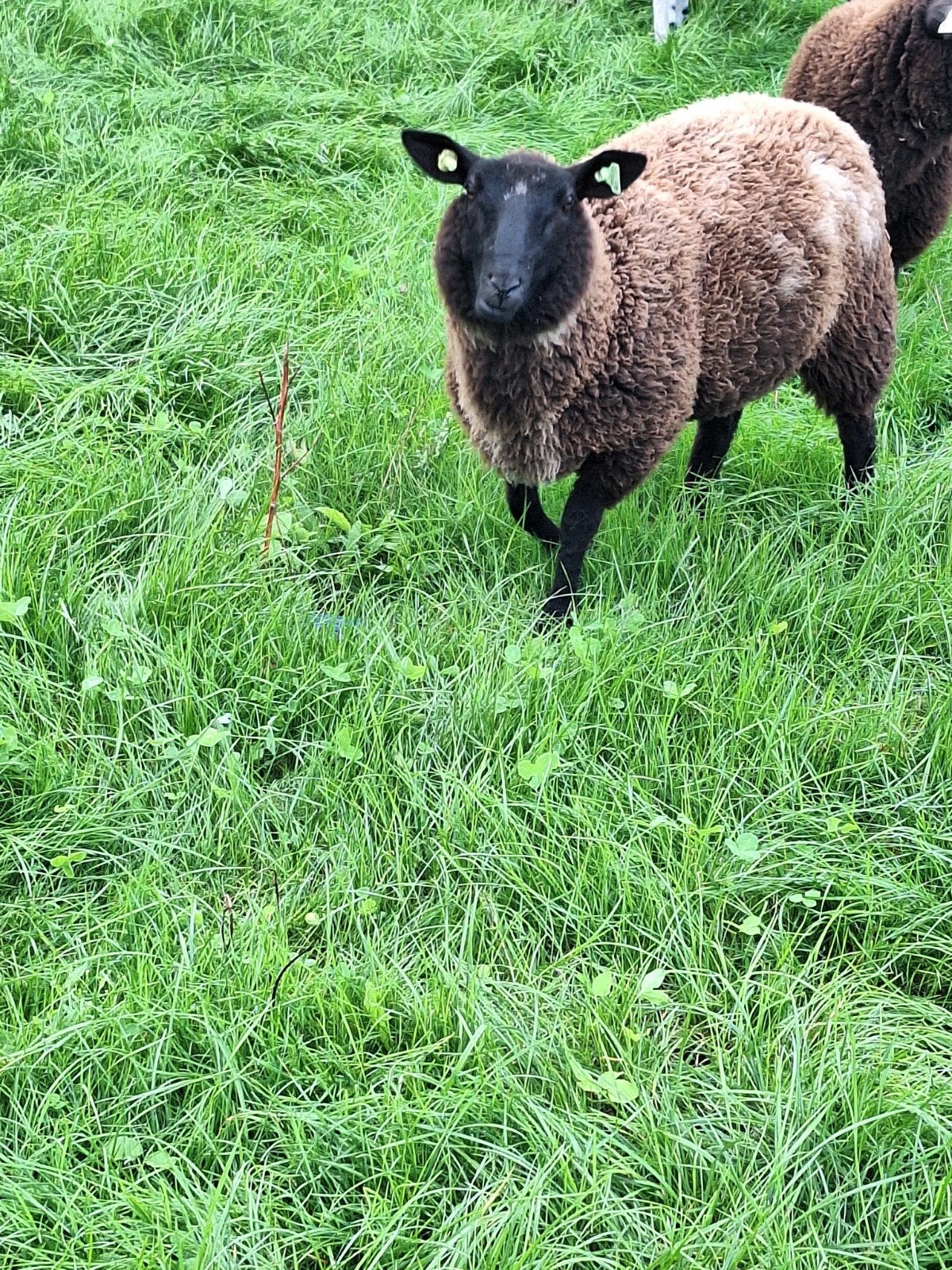 te koop mooie bonte ooilam, Dieren en Toebehoren, Vrouwelijk, Schaap, 0 tot 2 jaar