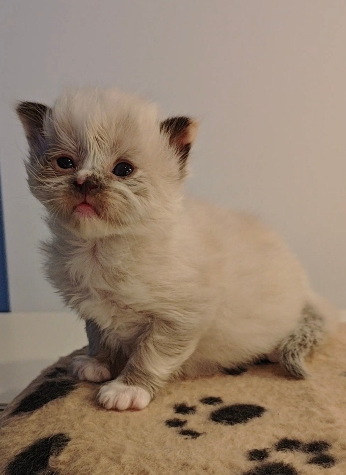 Ragdoll kittens. Unieke kleuren. Kerst verhuizen., Meerdere dieren, Ontwormd, 0 tot 2 jaar