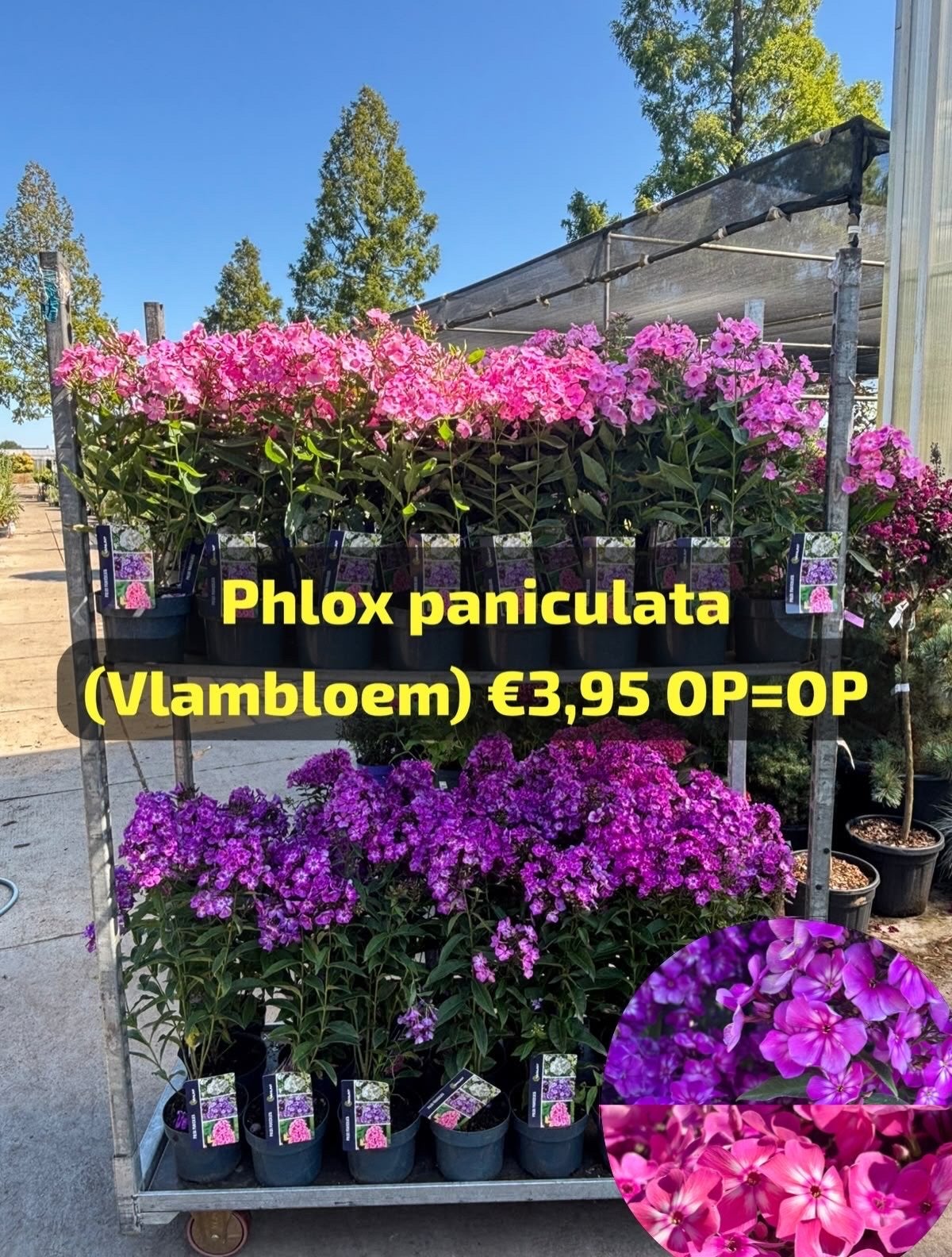 Goedkoope Tuinplanten Vaste planten, Ophalen, Volle zon, Vaste plant, Siergrassen