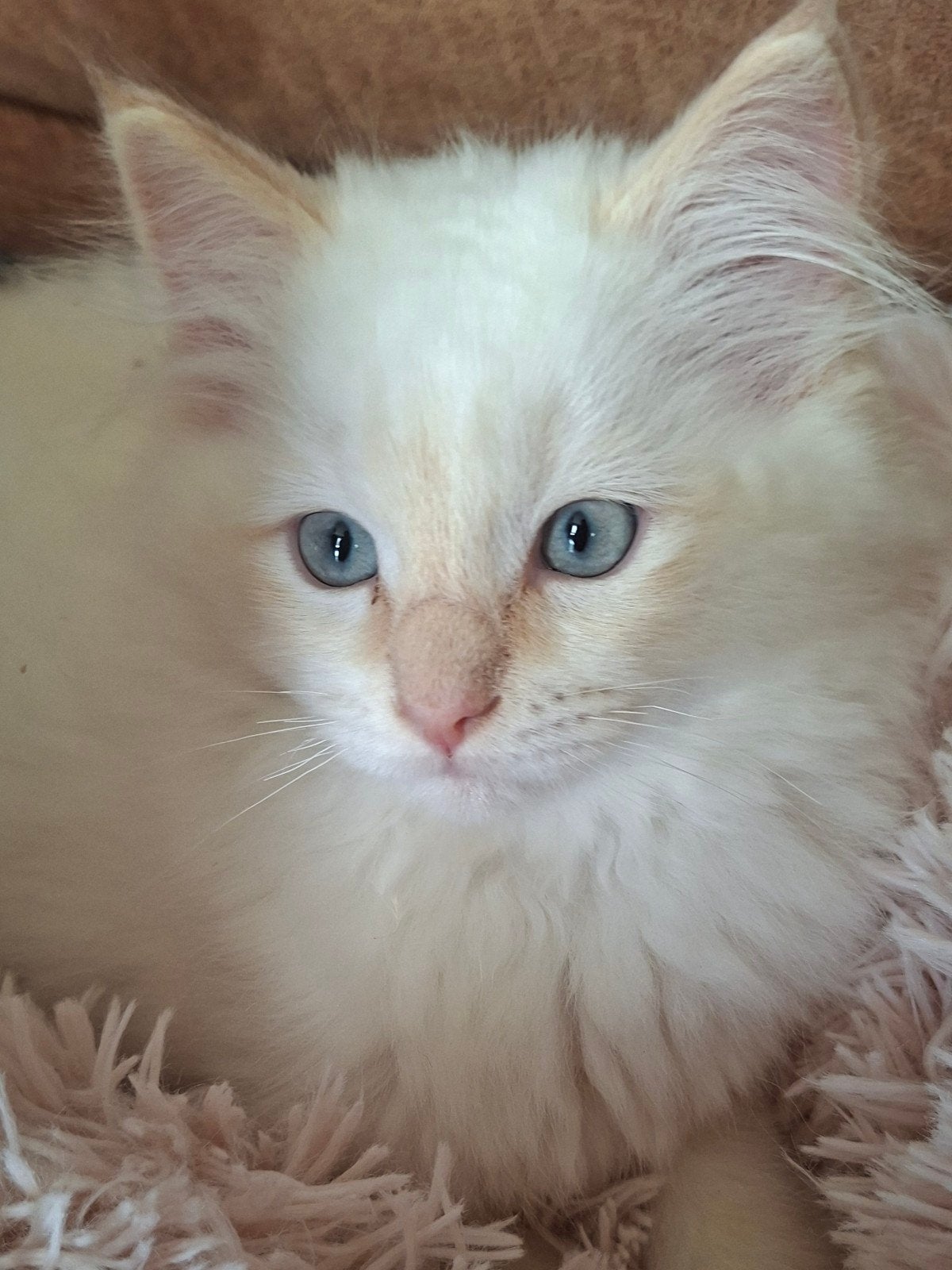 Ragdoll kittens raszuiver 12 -3. Vereiste goed huisje! € 650, Meerdere dieren, Ontwormd