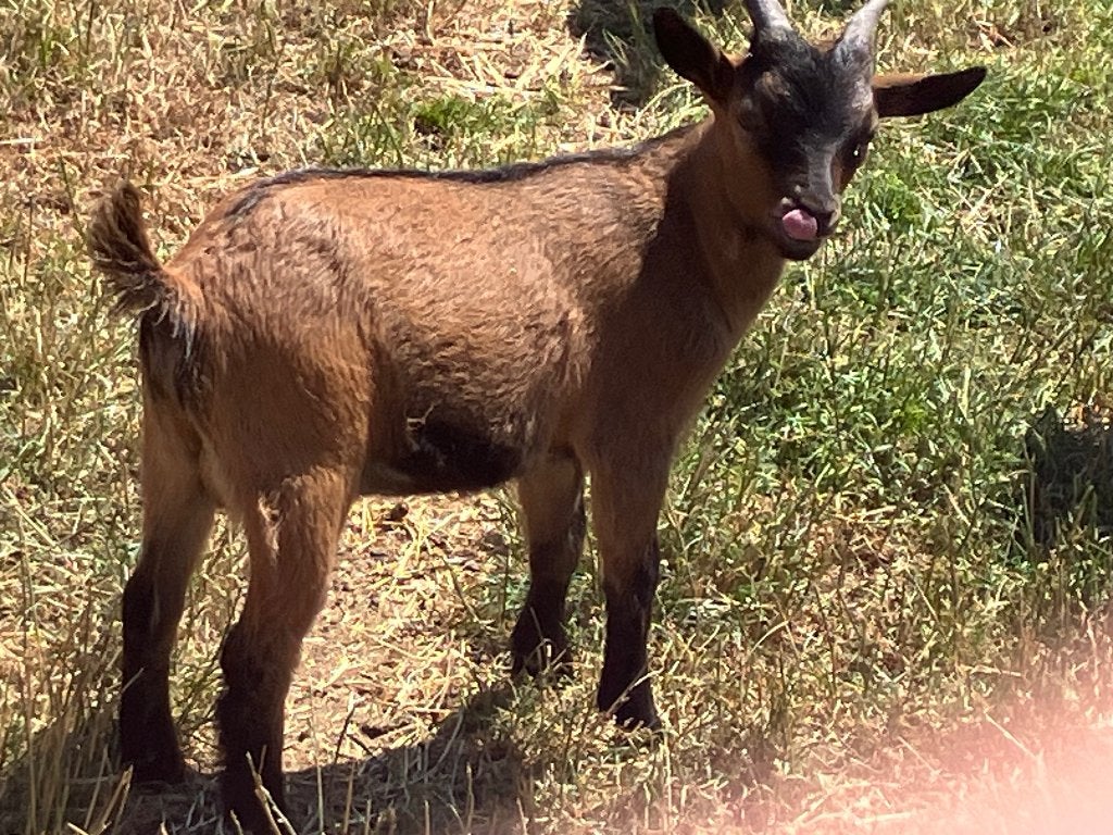 Dwerggeit, Dieren en Toebehoren, Schapen, Geiten en Varkens, Mannelijk, Geit