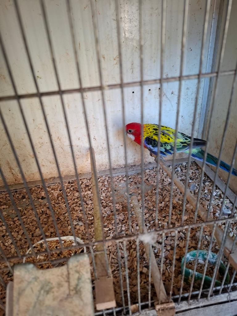 Goudmantel rosella's, Mannelijk, Parkiet, Geringd