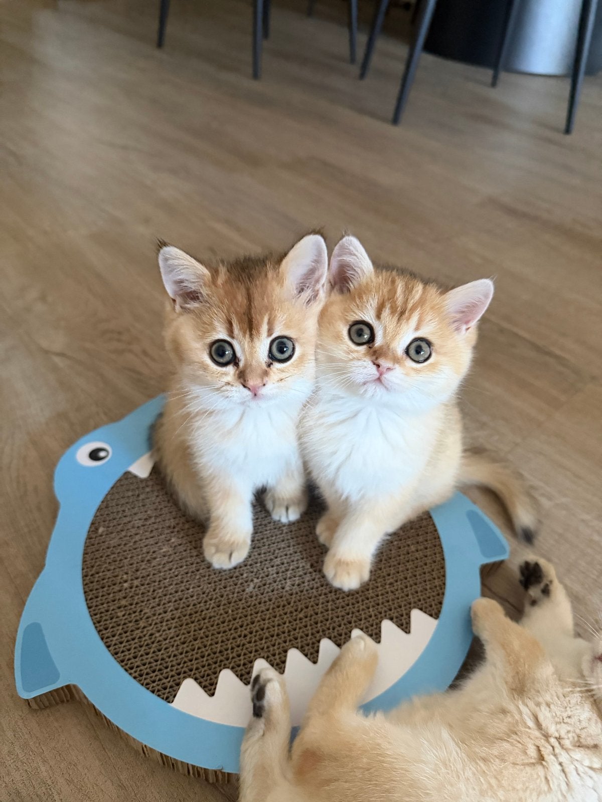 Britse korthaar kittens gold shaded, Dieren en Toebehoren, Kater, Kortharig, 0 tot 2 jaar