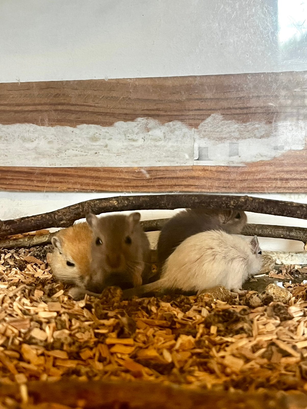 Jonge gerbils, Juni, Mannelijk, Overige typen, Tam