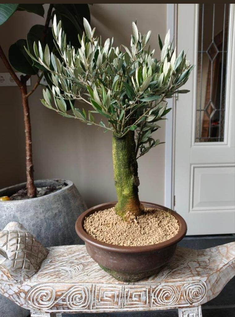 Olea Europaea 'Olijf' Bonsai 50cm, Bloeit niet, Overige soorten, Minder dan 100 cm, Ophalen