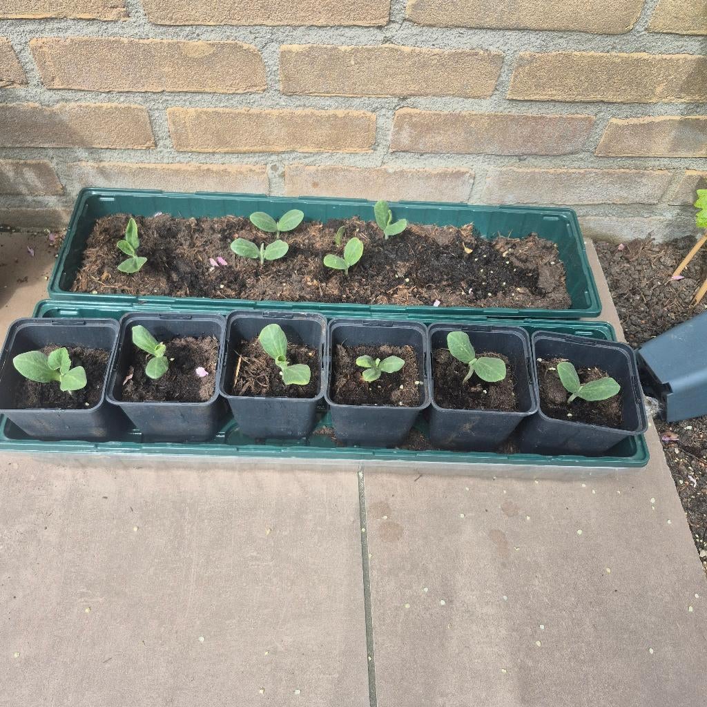 Pompoen plant stekjes, Ophalen, Eenjarig, Overige soorten, Volle zon