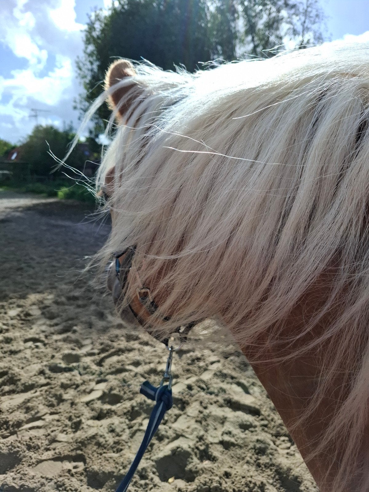 haflinger ruin 2,5 jr, Dieren en Toebehoren, Ruin, Recreatiepaard