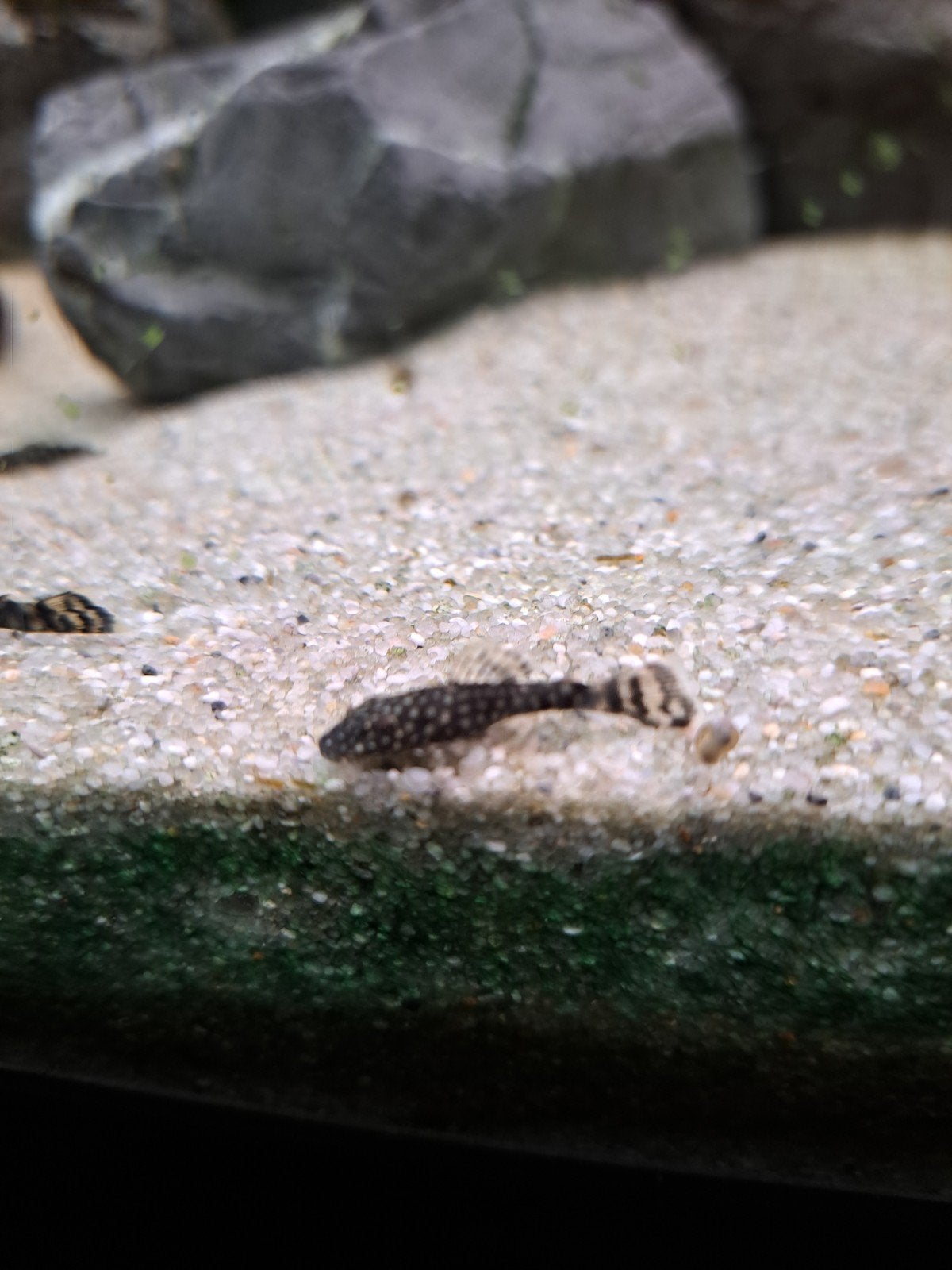 wildkleur ancistrus, Vis