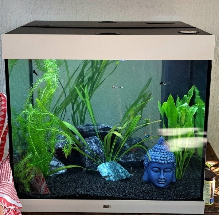 Aquarium, Ophalen, Verwarming, Gebruikt, Leeg aquarium