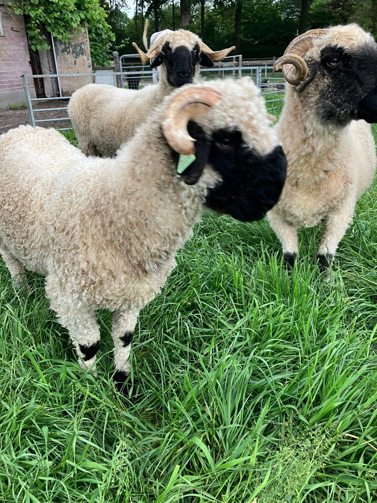 Walliser schwarznase ram Kobus arr/arr zwoegervrij, Dieren en Toebehoren, Schapen, Geiten en Varkens, Mannelijk, Schaap