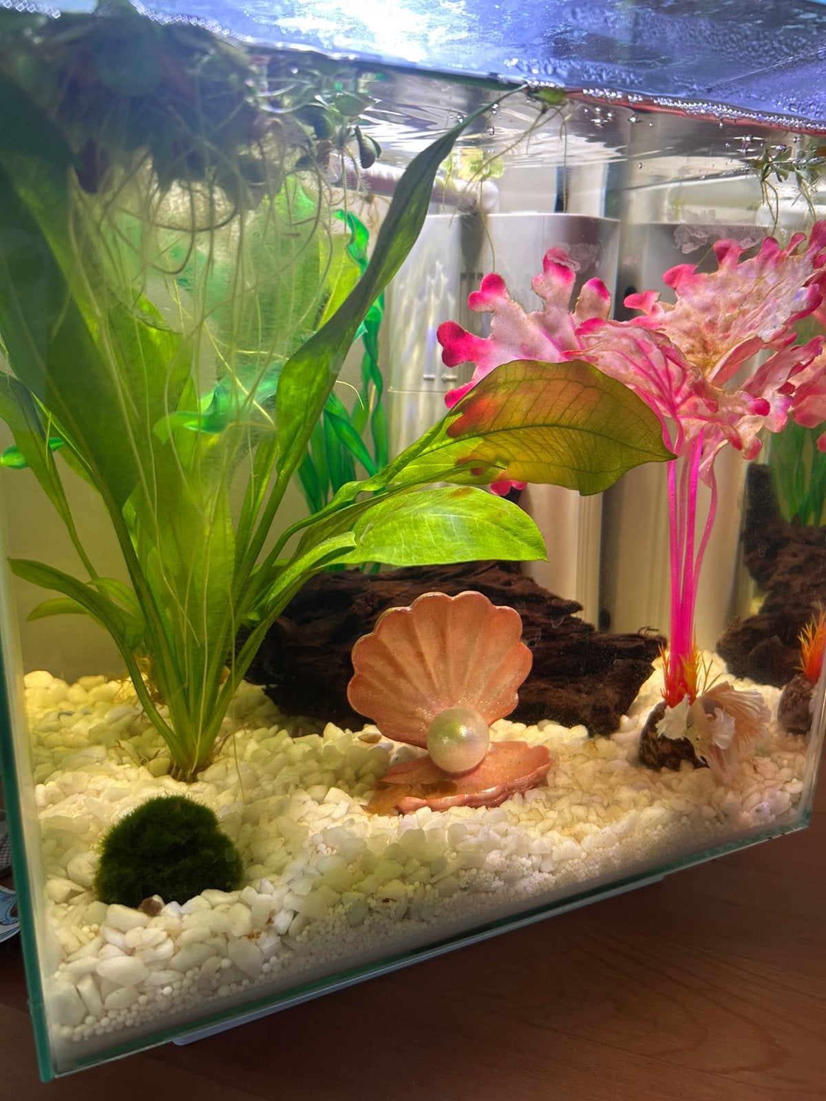Aquarium cubiq 30 inclusief betta man, Dieren en Toebehoren, Vissen | Aquaria en Toebehoren, Zo goed als nieuw, Gevuld zoetwateraquarium