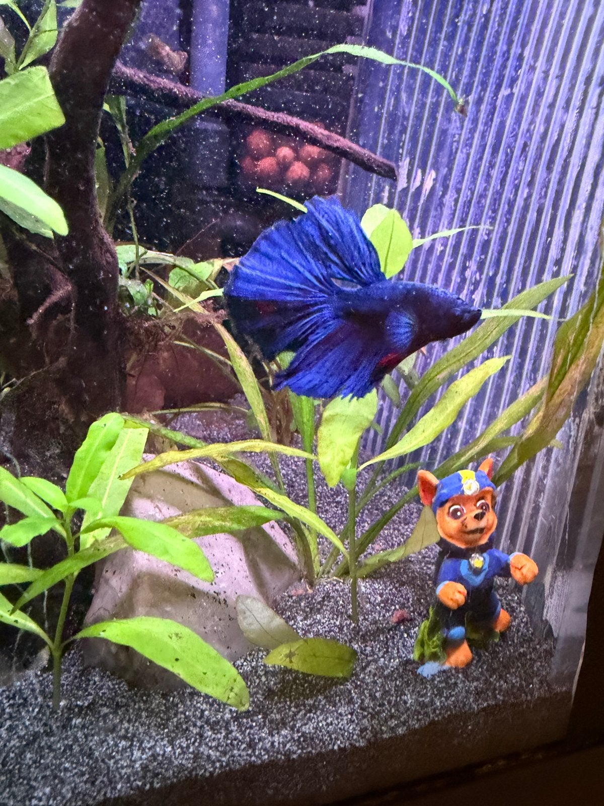 Halfmoon dragon betta