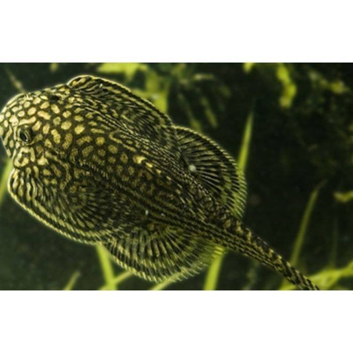 sewellia lineolata €12,50, Vis, Zoetwatervis
