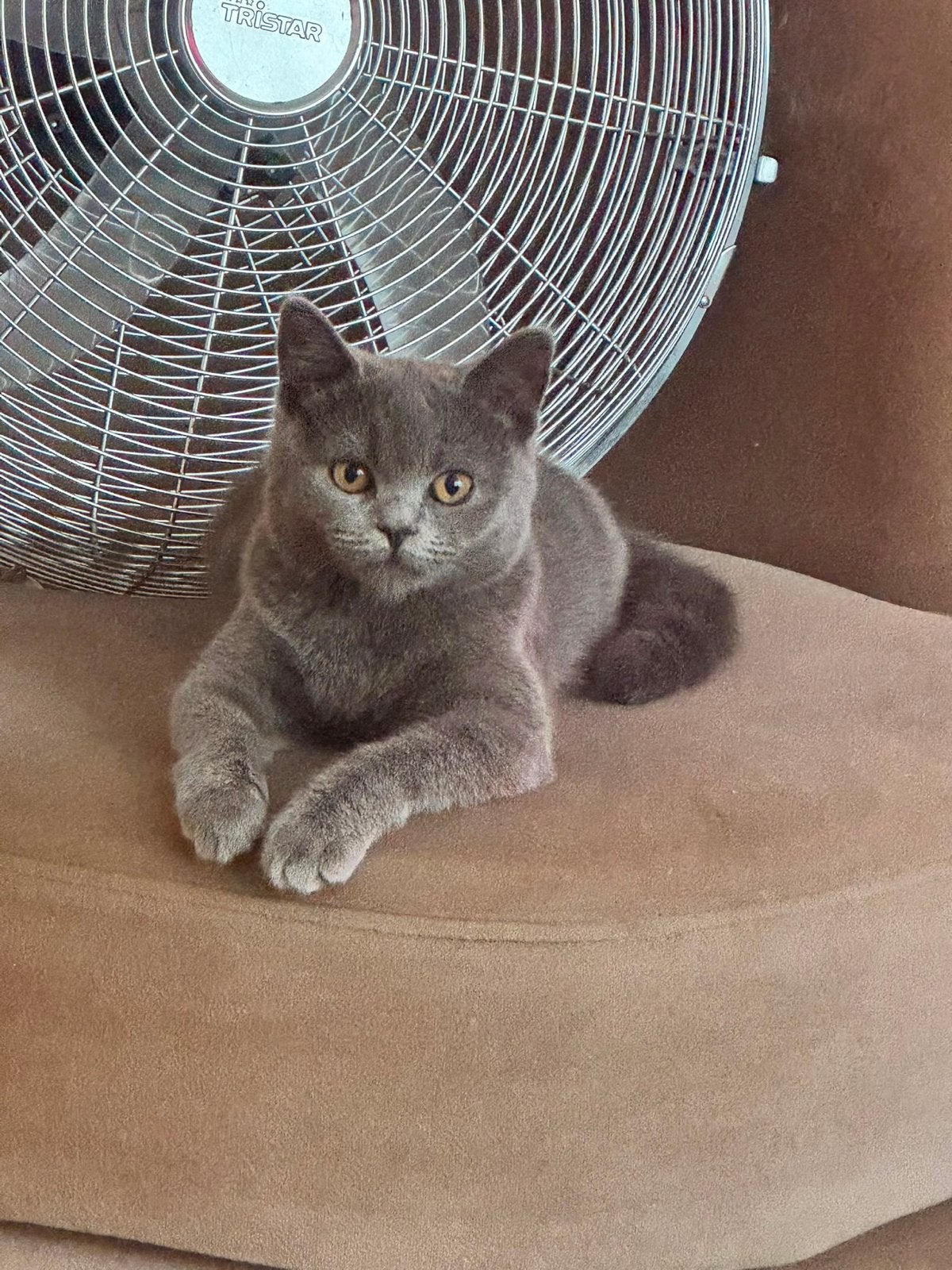 Britse korthaar kitten te koop!, Poes, Kortharig, 0 tot 2 jaar