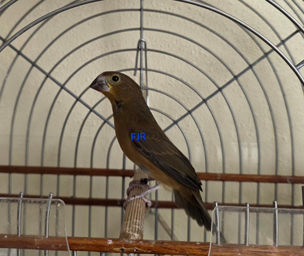 TWATWA / TWA TWA, Dieren en Toebehoren, Vogels | Overige Vogels, Mannelijk, Tropenvogel, Geringd