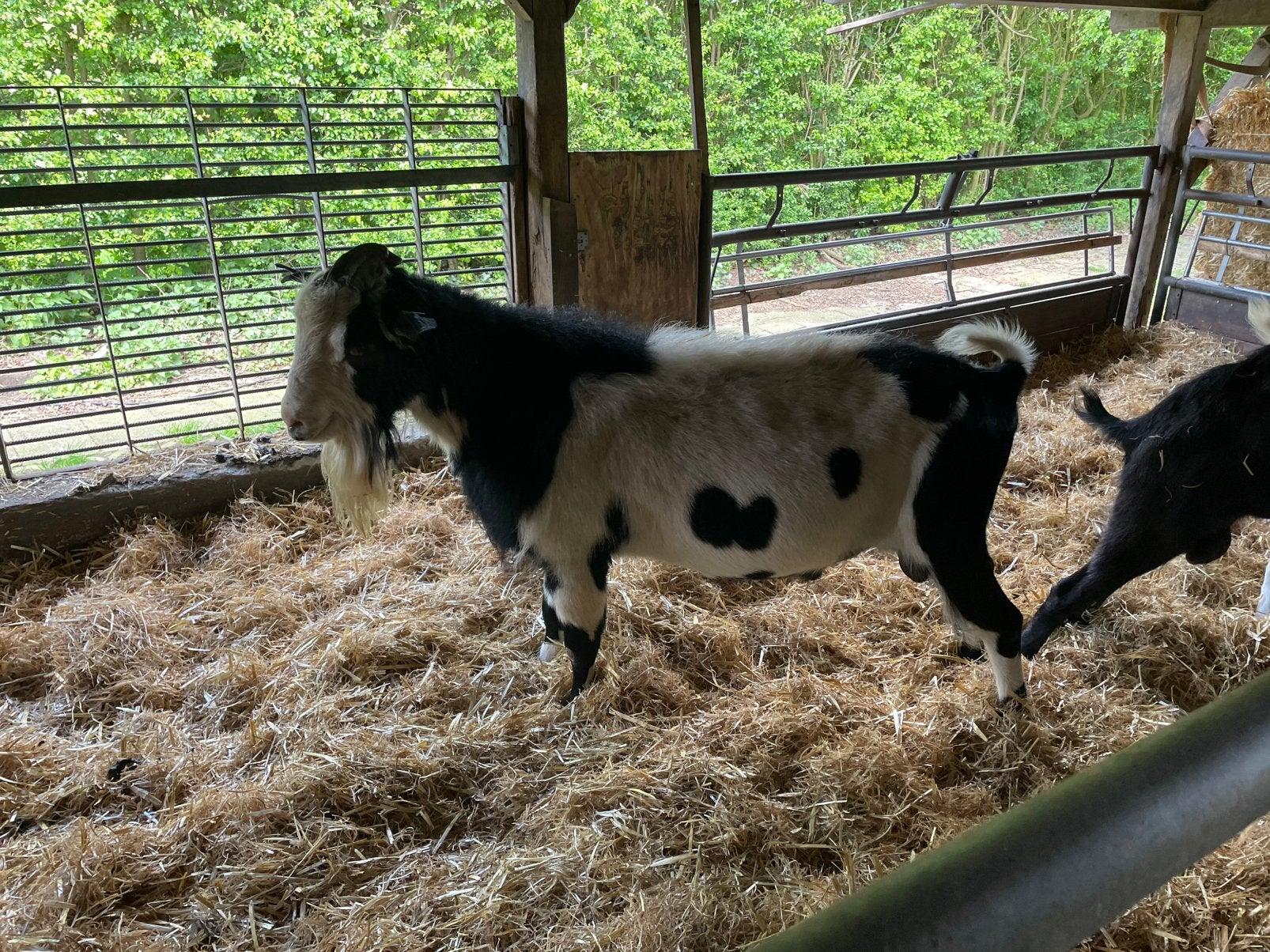 Te koop bonte dekbok, Dieren en Toebehoren, Schapen, Geiten en Varkens, Mannelijk, Geit