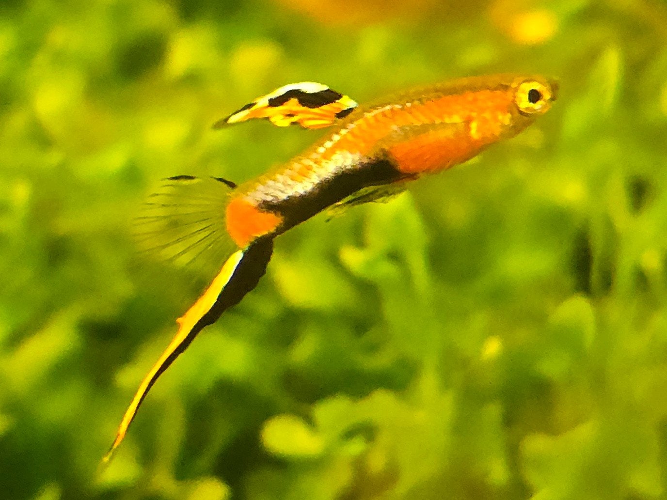 Super mooie endler guppen, guppies, guppie, guppy, aquarium, Vis, Zoetwatervis, Schoolvis