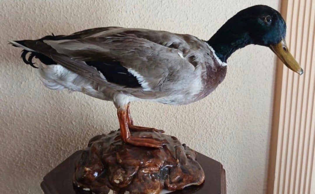 Opgezette Wilde Eend - Prachtig exemplaar, Ophalen of Verzenden, Zo goed als nieuw, Vogel, Opgezet dier
