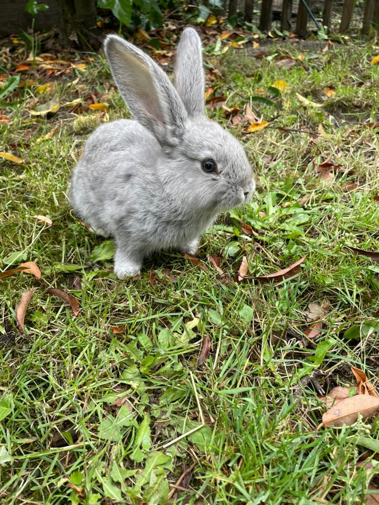 Duitse reus voedster, Dieren en Toebehoren, Konijnen, Vrouwelijk, Groot