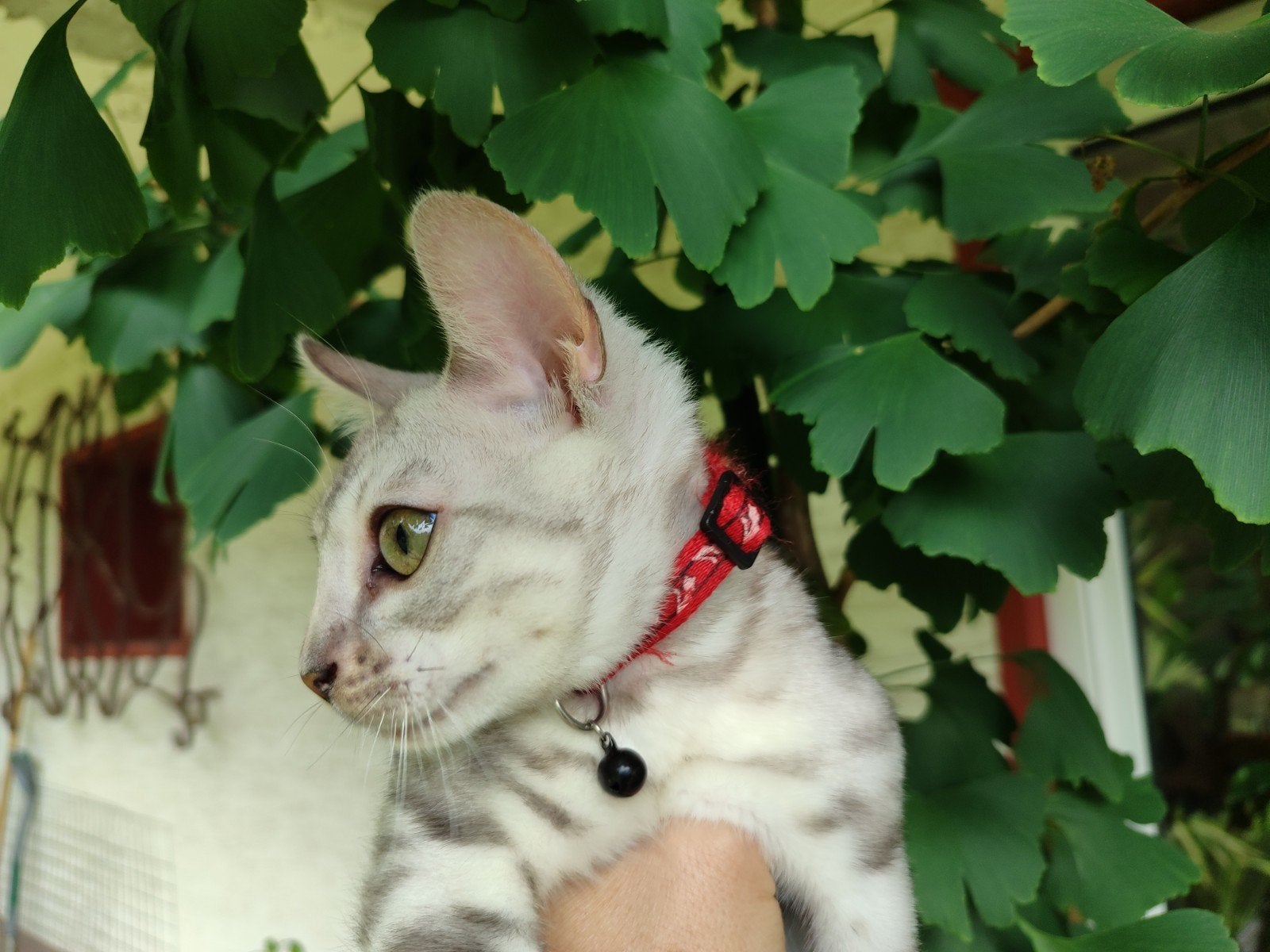 Lovely Bengal Male Kitten Silver, Dieren en Toebehoren, Meerdere dieren, Gechipt, 0 tot 2 jaar