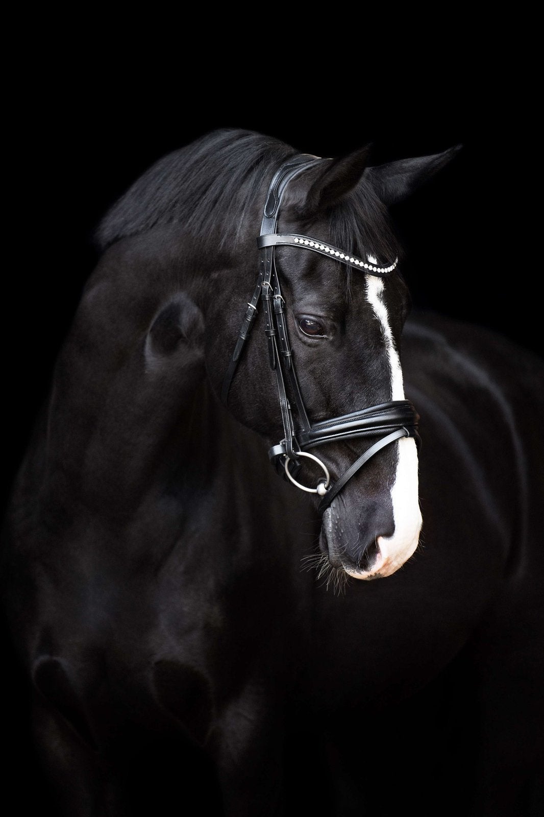 Zwart hoofdstel maat full, Dieren en Toebehoren, Paarden en Pony's | Hoofdstellen en Tuigage, Ophalen of Verzenden, Zo goed als nieuw