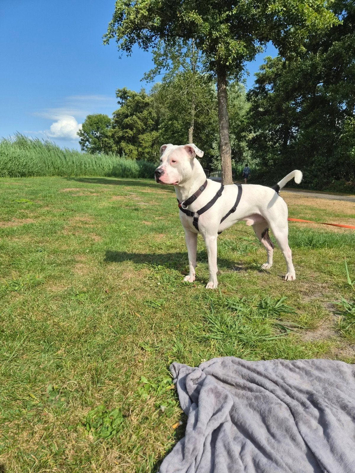 Dekking Dogo argentino/pitbull, Dieren en Toebehoren, Honden | Dekreuen, Reu, Eén hond, 3 tot 5 jaar, Nederland