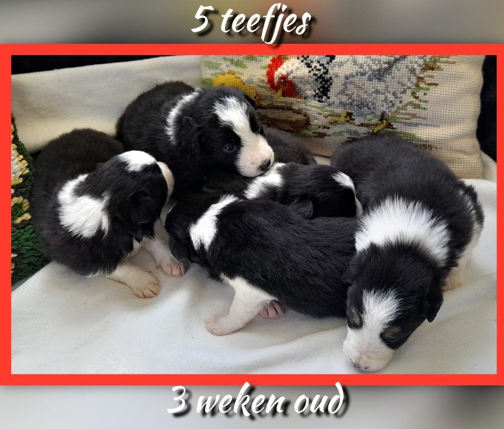 Prachtige, raszuivere Border Collie puppy's, Collie, Meerdere, Meerdere dieren, Nederland