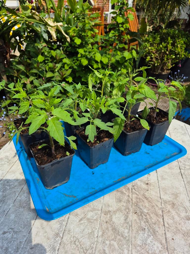 Tomaten planten, Tuin en Terras, Ophalen, Eenjarig, Groenteplanten, Volle zon