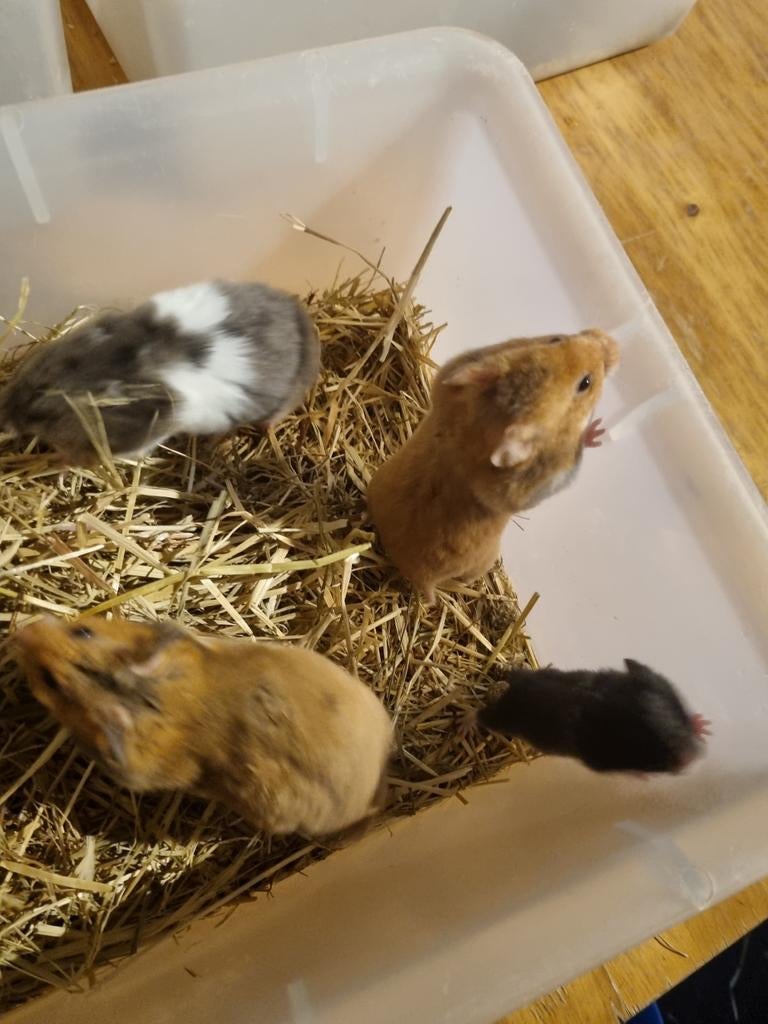 Te koop mooie tamme jonge goudhamsters, Hamster, April, Meerdere dieren, Tam