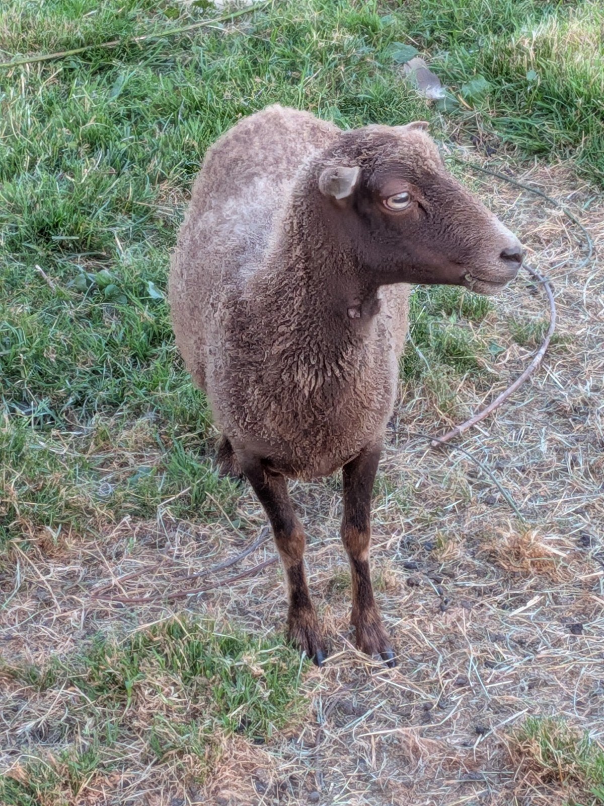 Te Koop; Ouessant Schapen., Vrouwelijk, Schaap