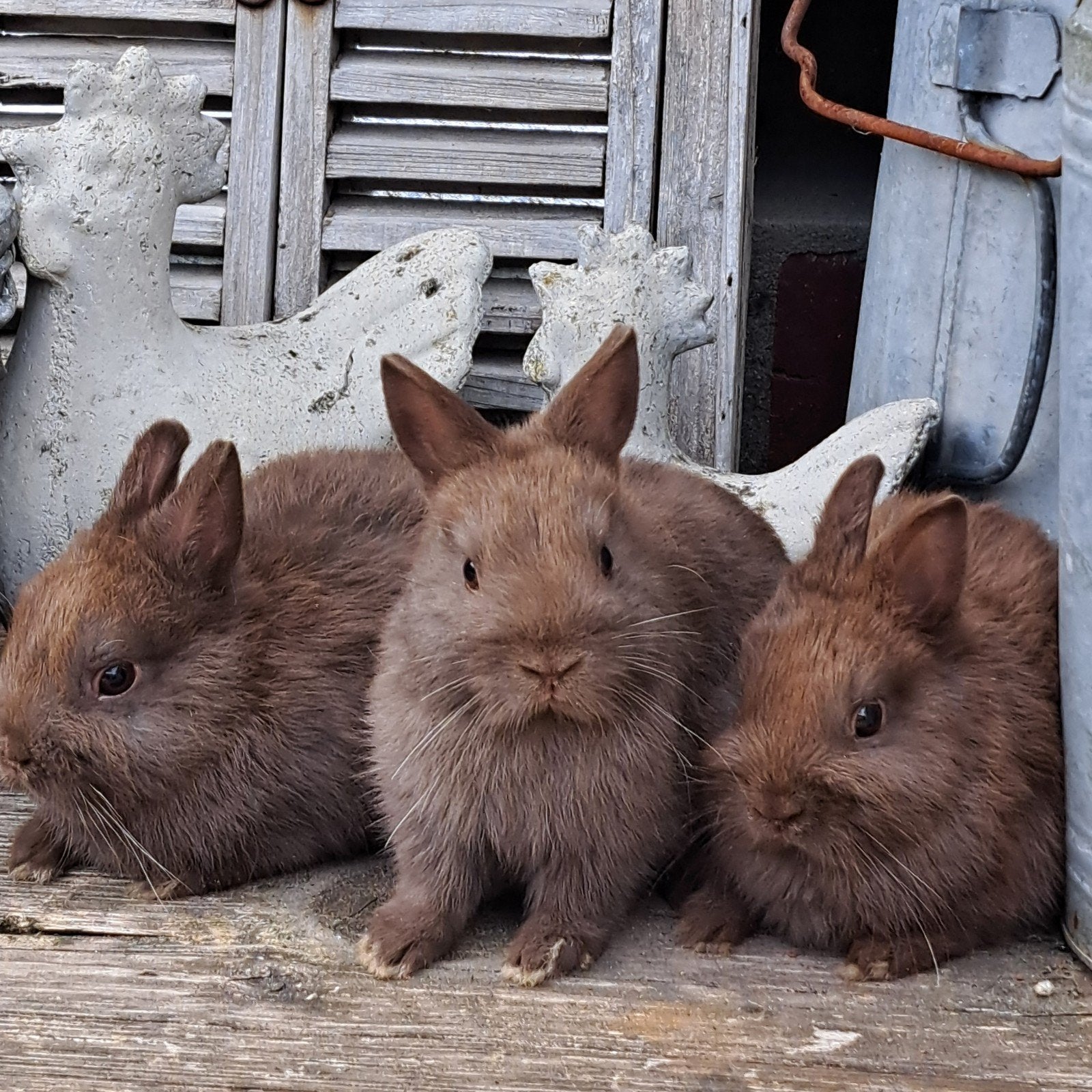 ⭐️⭐️3 Prachtige jonge kleurdwergjes in Choco bruin, Dieren en Toebehoren, Konijnen, Meerdere dieren, Dwerg, 0 tot 2 jaar