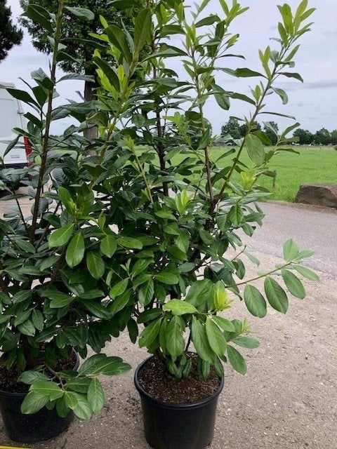 Haag Laurier, Prunus Novita in 2 grote maten, Ophalen, Laurier, Haag, 100 tot 250 cm