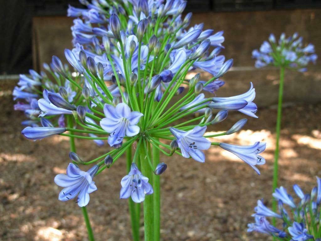 Agapanthus blauw, Ophalen, Overige soorten, Volle zon