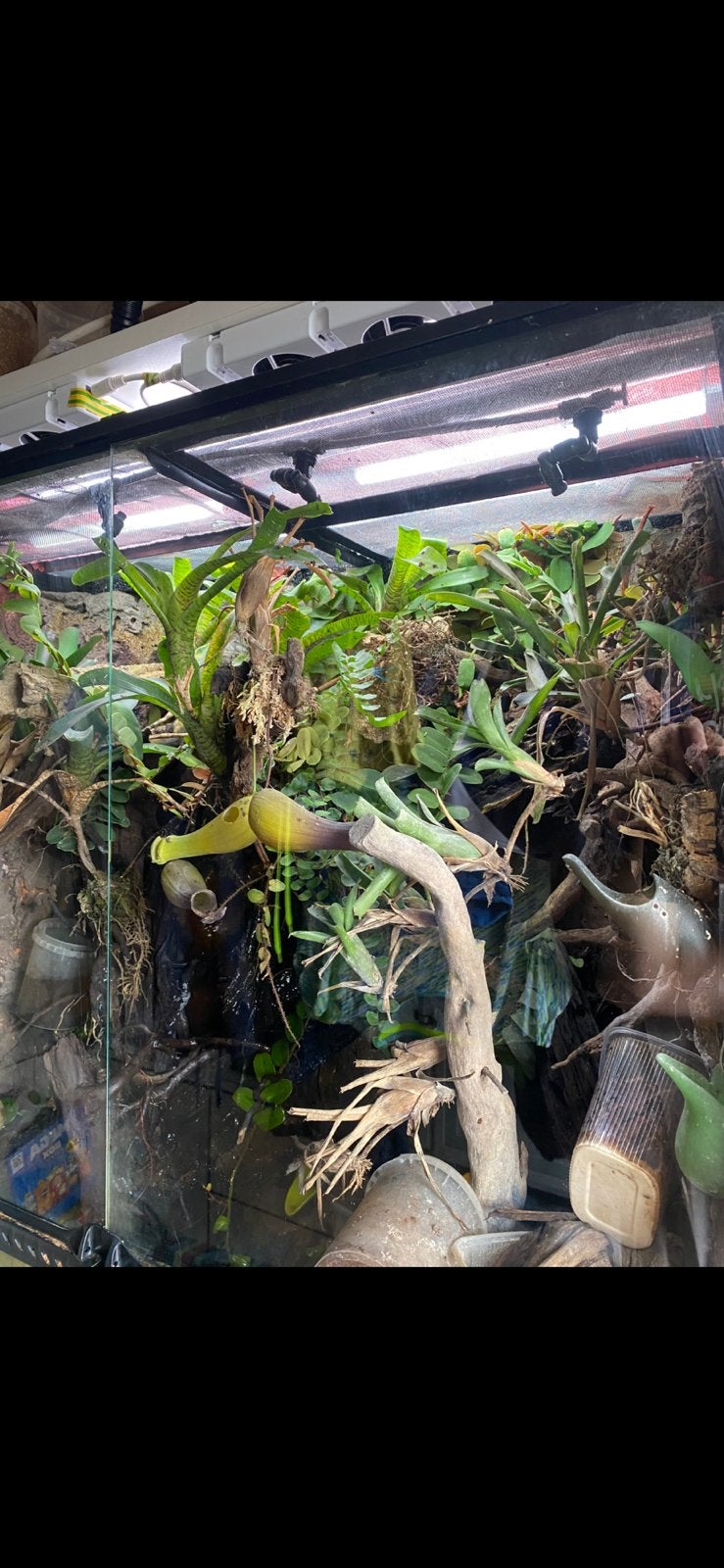 Paludarium, Dieren en Toebehoren, Ophalen