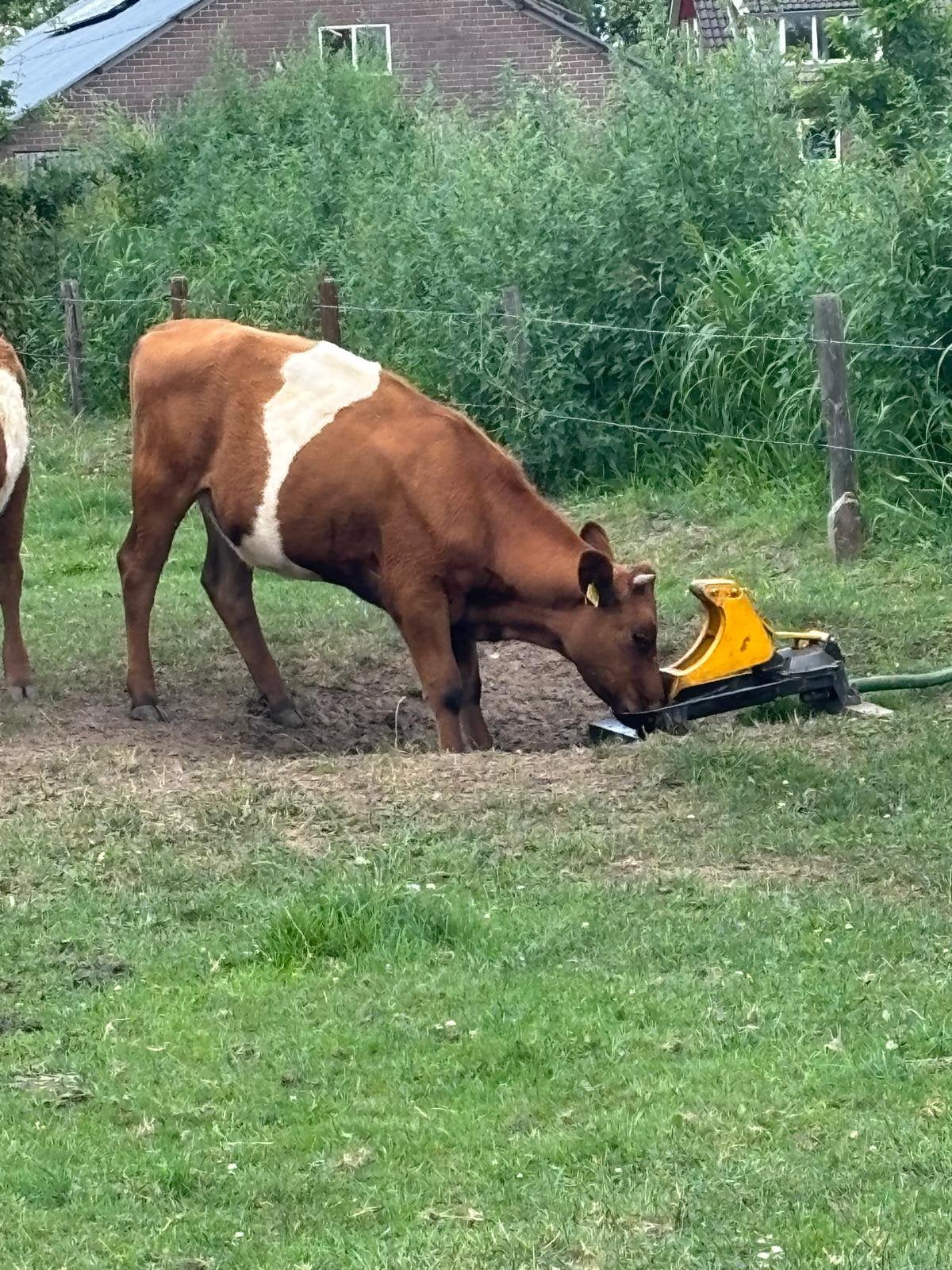 Te koop, Dieren en Toebehoren, Meerdere dieren
