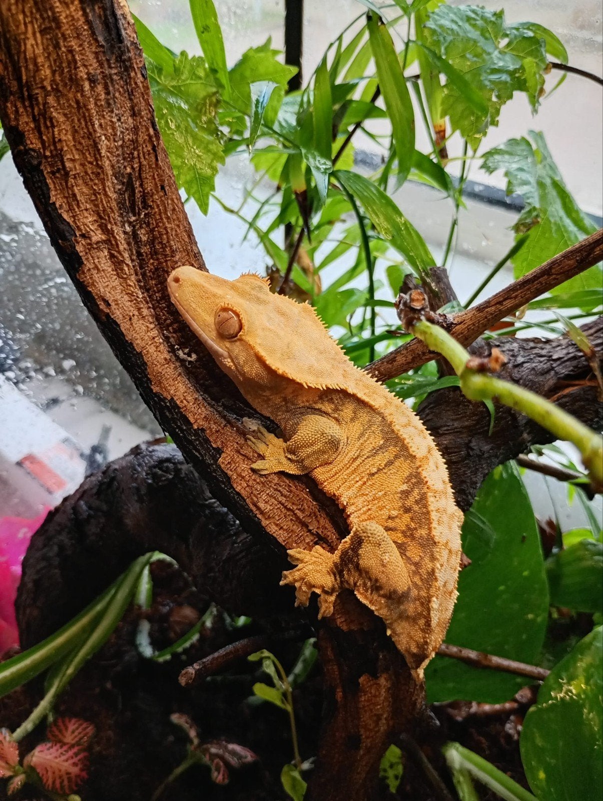 Extreme Harlequin wimpergekko vrouw, Dieren en Toebehoren, Hagedis, 0 tot 2 jaar