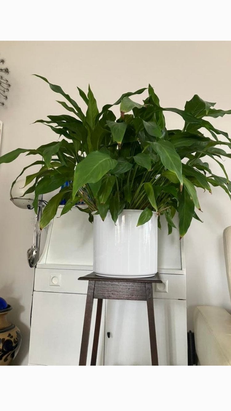 Spathiphyllum ( Lepelplant ), Ophalen, Halfschaduw, In pot, Minder dan 100 cm