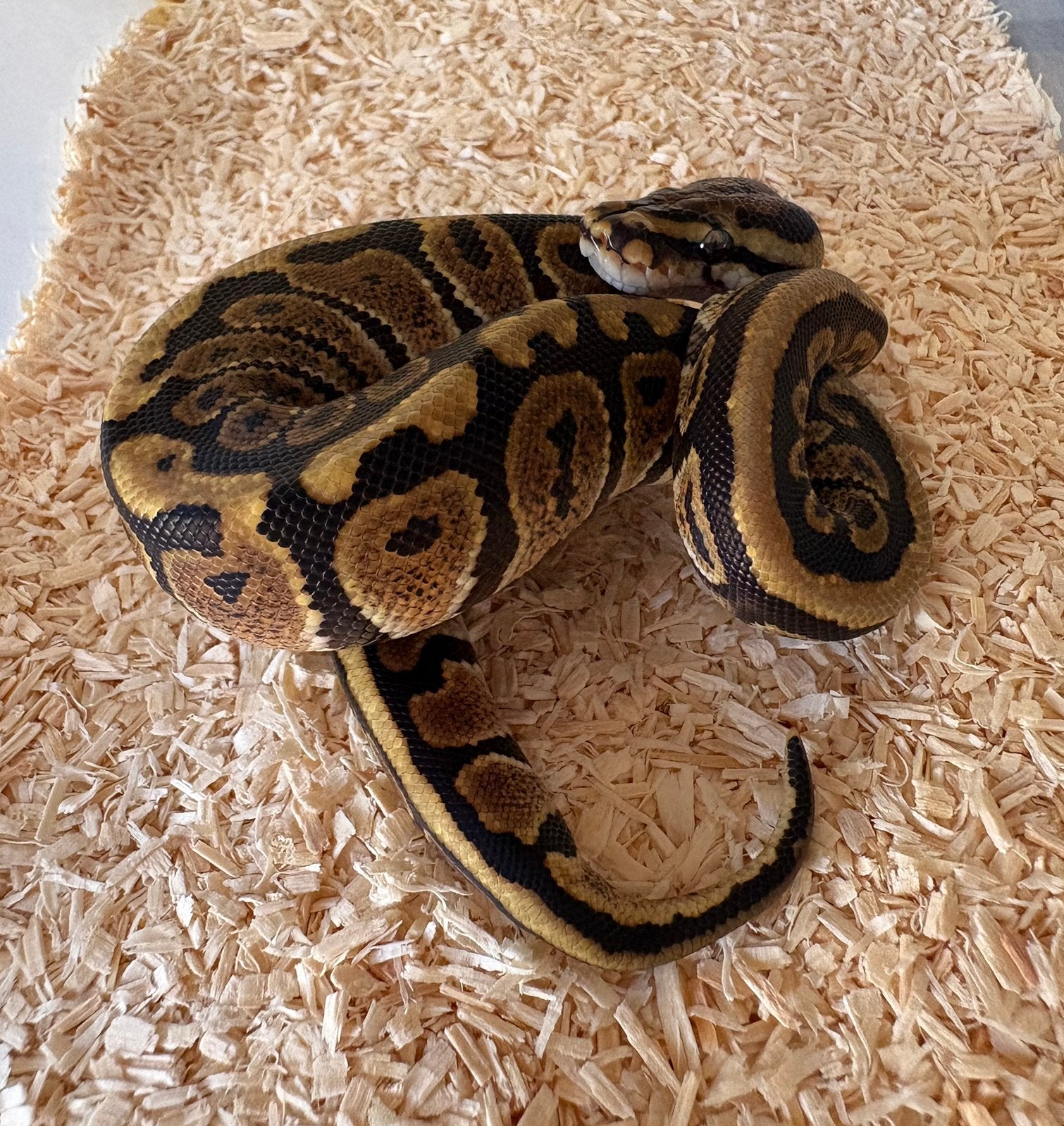 Spotnose dh DG Clown vrouw koningspython ballpython Ball Python photo 2