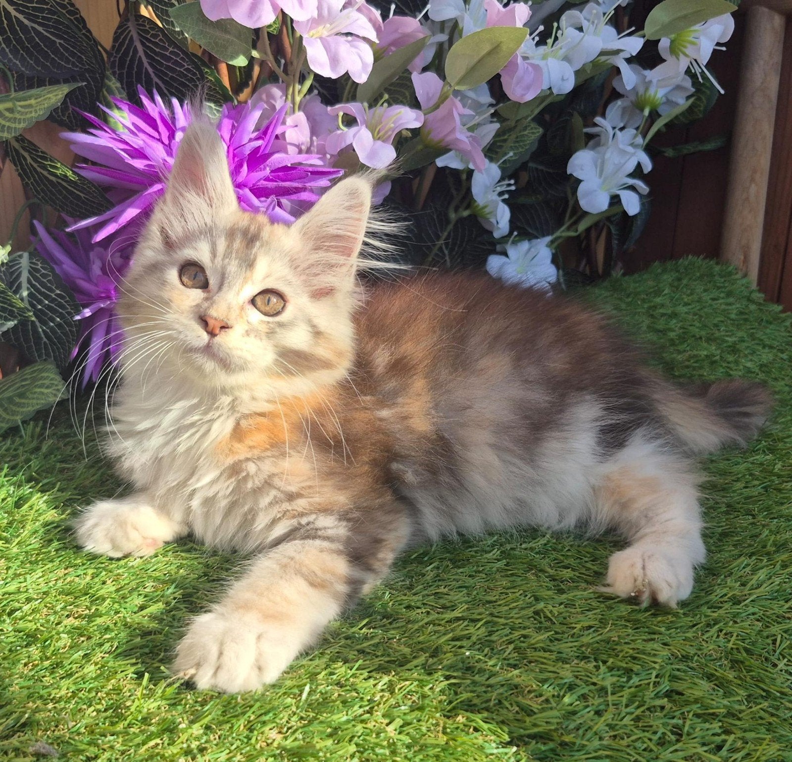 maine coon kitten met stamboom (poesje) rus, shaded lijn, Poes, Met stamboom, 0 tot 2 jaar