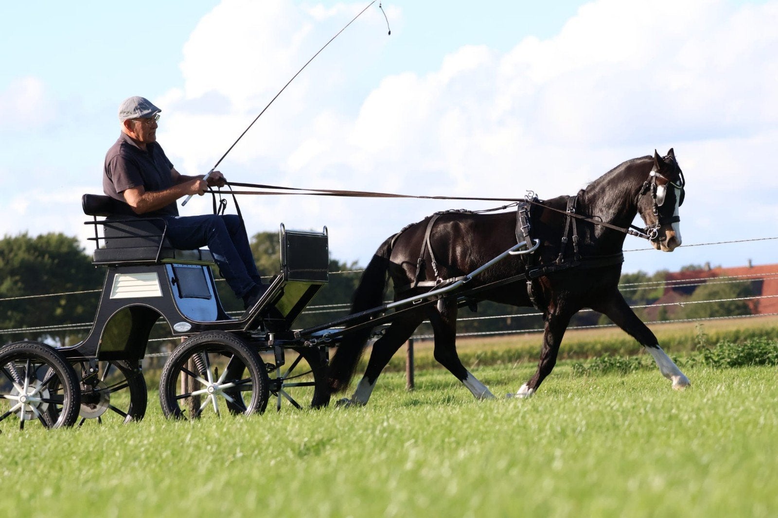 super chique grote A welsh pony, Dieren en Toebehoren, Met stamboom, Ruin, L, 7 tot 10 jaar