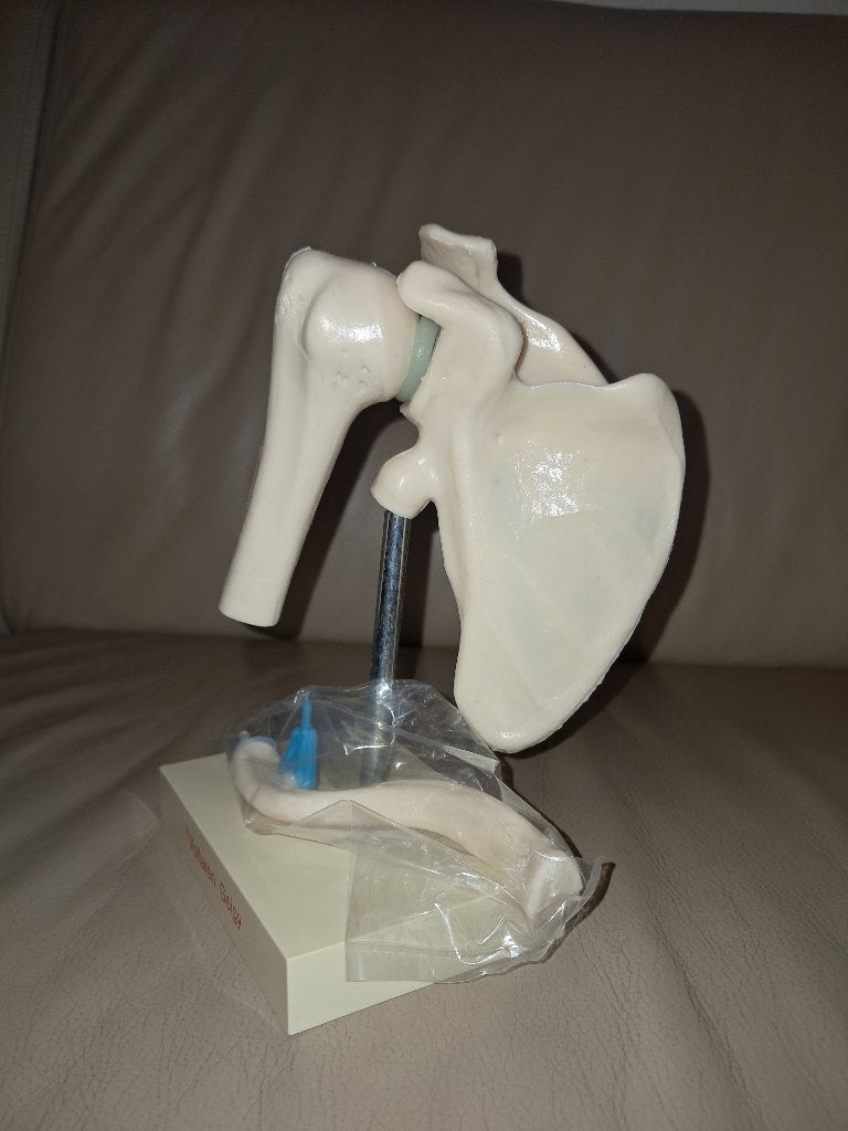 anatomisch model van een menselijk schoudergewricht, Verzenden, Gebruikt