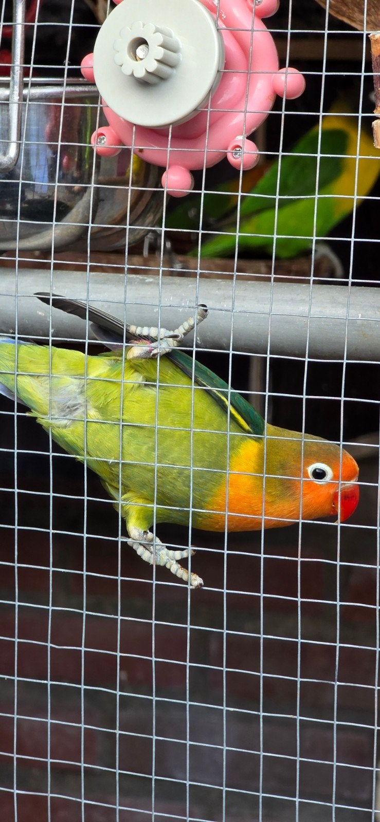 Piepjonge agapornis baby fischerie dwergpapegaai, Dieren en Toebehoren, Vogels | Parkieten en Papegaaien, Geslacht onbekend, Dwergpapegaai of Agapornis