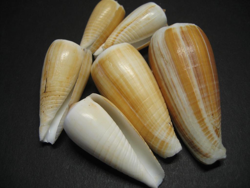 Schelpen: Conus radiatus  Gmelin, 1791., Ophalen of Verzenden, Schelp(en)